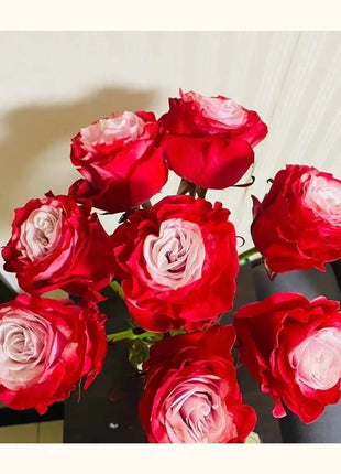 Garden of Dreams with Rare Color Varieties of Rose Seeds