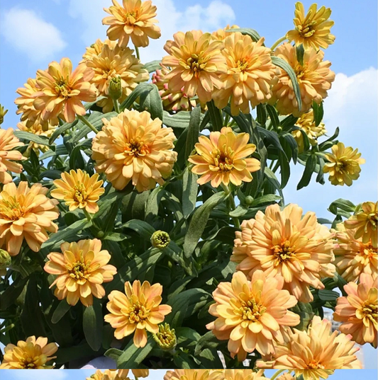 Dwarf Zinnia Seeds - New in 2024