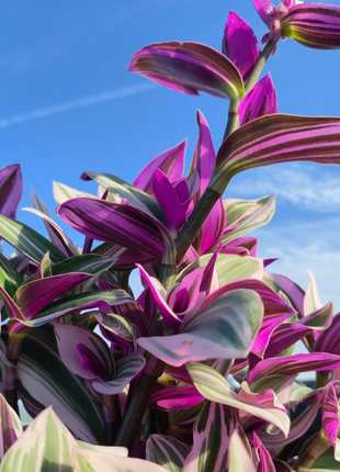 💐Oil Painting Wedding Orchid—Symbol Of Eternity