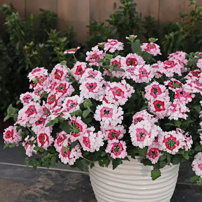 💐Garden Verbena Seeds