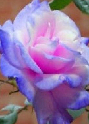 100 Pcs/Rare Bag Blue Pink Rose Seeds Scented  Plants  Flowers
