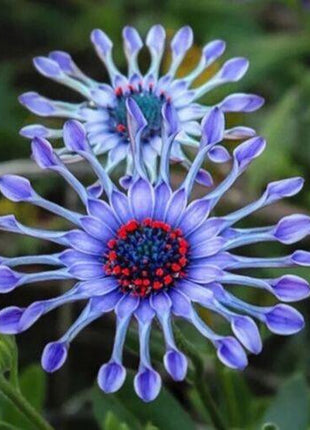 20Pcs Rare Blue Daisy Plants Flower Seeds Garden Plant