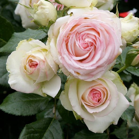 【 Repeat Blooming】🌹Climbing Rose Seeds - Luck Rises