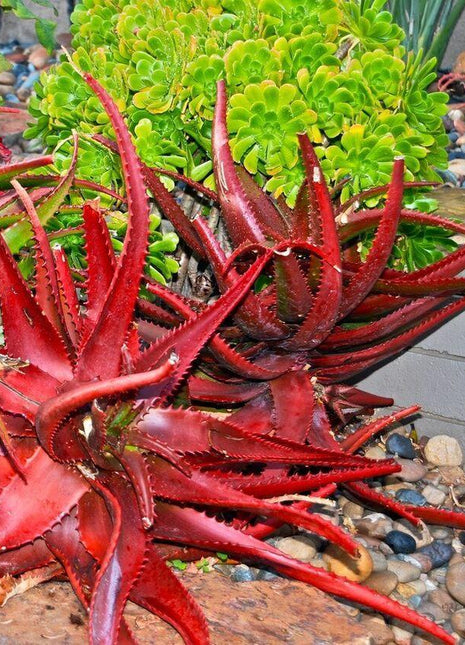 50Pcs ALOE CAMERONII - Red Aloe Vera