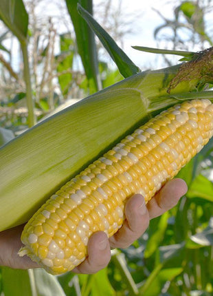 Sweet Corn Nighthawk F1