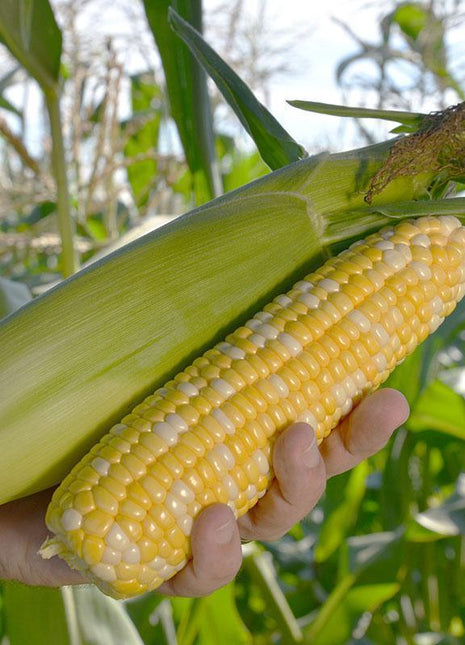 Sweet Corn Nighthawk F1