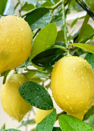 🍋Perfume Lemon Seeds