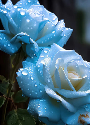 Broken Ice Blue Rose Seeds