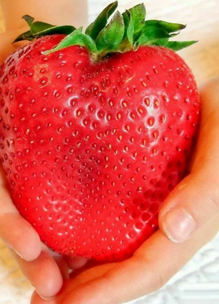 🍓Super Giant Strawberry Seeds
