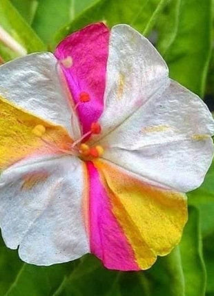 Marvel of Peru Four O' Clock Seeds | Garden Flower Broken Color Changing Transform Pink Rainbow Plant Leaf Seed 2022 Season Fast Shipping