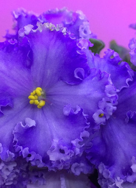 African Violet - saintpaulija Reigning Beauty