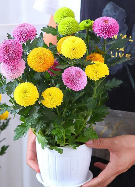 🏵️Colorful Ping Pong Chrysanthemum Seeds