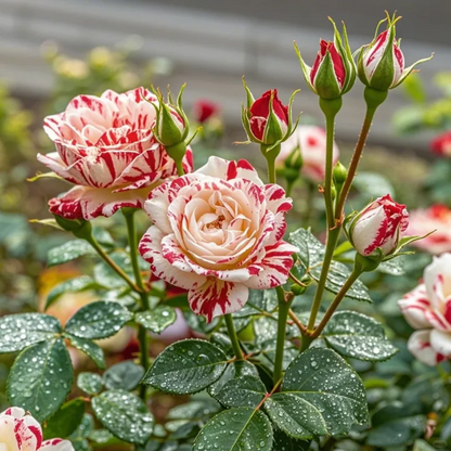 Neil Diamond Rose: A True Garden Gem ✨