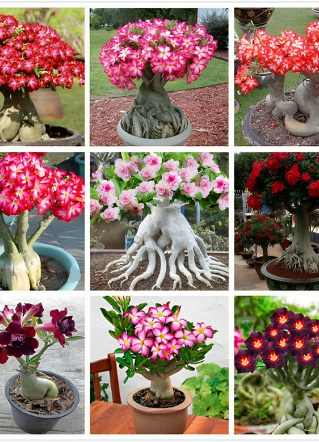 2 Pcs Rainbow Desert Rose Seeds
