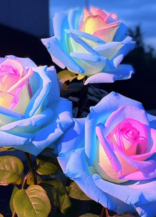 Rare Bag Blue Pink Rose Seeds Scented  Plants  Flowers