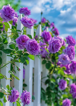 🌹Climbing Rose Seeds - Luck Rises