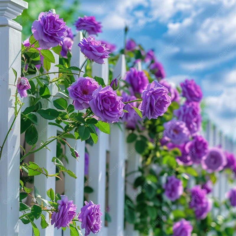 🌹Climbing Rose Seeds - Luck Rises