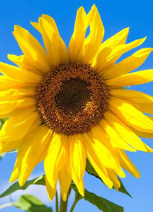 50 Seeds Sweet sunflower seeds