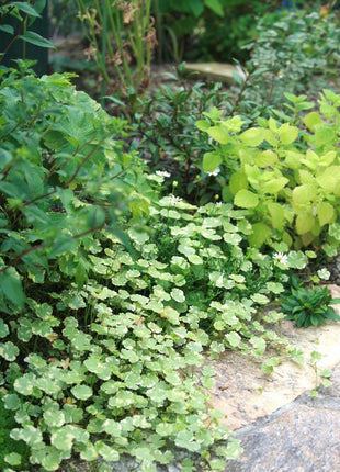Coriander leaf 'Crystal Candy'