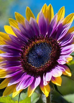 🌻50+ Mixed Color Sunflowers