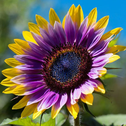 🌻50+ Mixed Color Sunflowers
