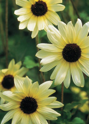 Sunflower, Italian White