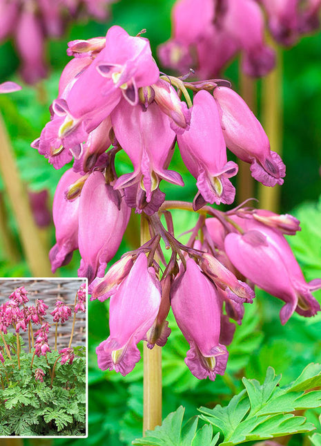 Fern Leaved Bleeding Heart
