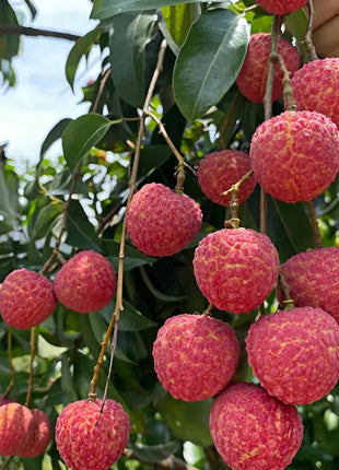 Seedless Lychee Sweetness Fruit
