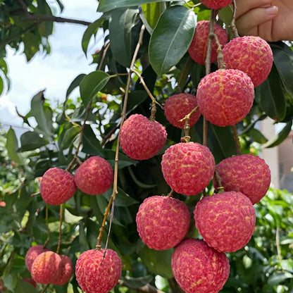 Seedless Lychee Sweetness Fruit