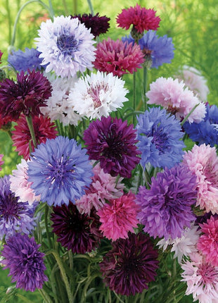 1000 Pcs Tall Double  Mixed Colors Cornflower Flower Seeds
