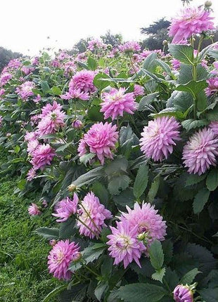 CACTUS DOUBLE DAHLIA Mix Variabilis Mixed Colors Hummingbird Flower Seeds