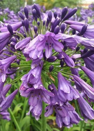 Agapanthus africanus 'Poppin Purple'