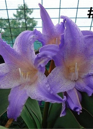 50pcs Hippeastrum Rutilum Seeds Bonsai Home Garden Balcony Plants