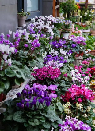 Cyclamen Flower Seeds