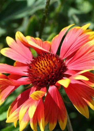 50Pcs Blanket Flower Seeds, Gaillardia Aristata