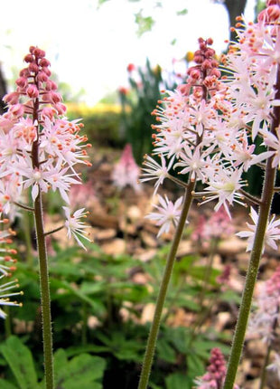 Pink Skyrocket Foam Flower