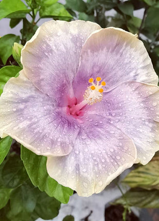 Mixed Giant Ombre Hibiscus Exotic Coral Flowers Seeds