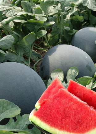 Black Diamond Watermelon Seeds