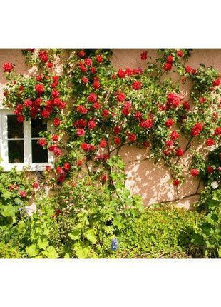 50pcs/Bag Climbing Rose Seeds