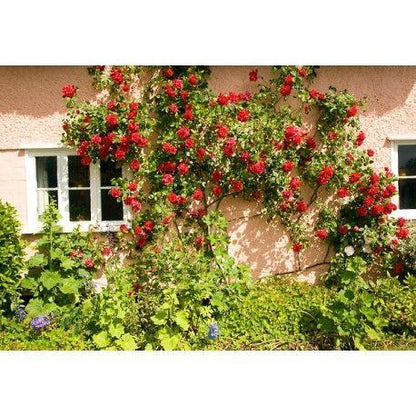 50pcs/Bag Climbing Rose Seeds