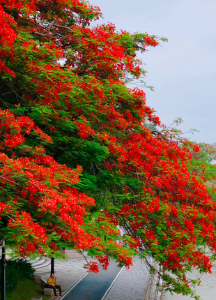 Royal Poinciana Seeds