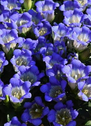 💙Plateau Elf Gentiana - Heart Of The Ocean💦