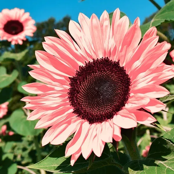 🌺Last Day Sale--60% Off💐 Sunflower Seeds🌻Sunshine