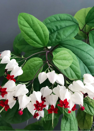 🌼Bleeding Heart Vine Pot Seeds