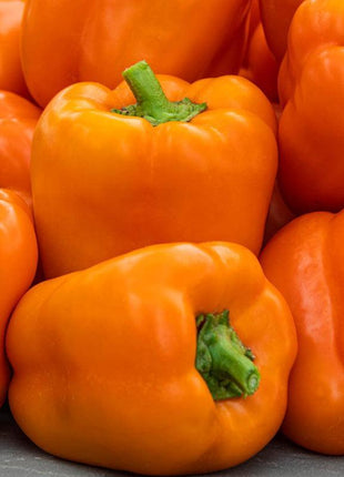 Pepper Milena F1 Organic