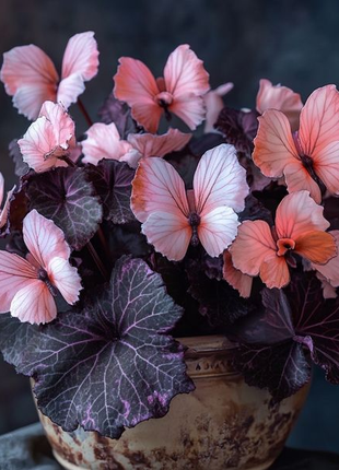 Begonia 'Moonlight Butterfly' 🦋