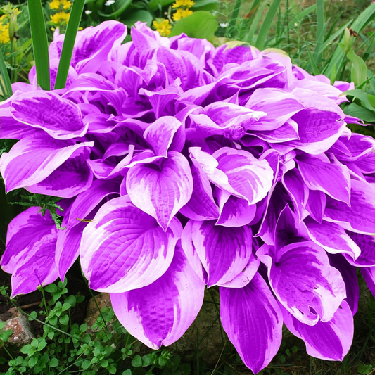 Hosta Seeds Perennial Grow Easily