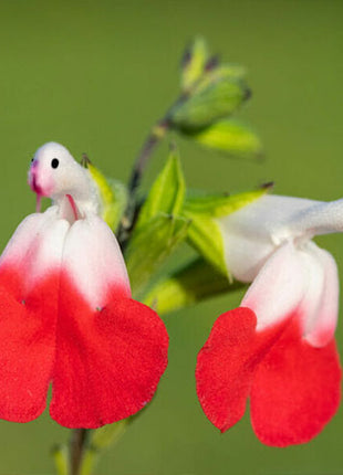 Salvia microphylla 'Hot Lips'