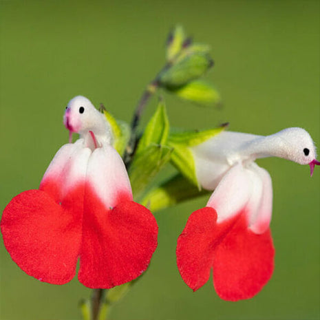 Salvia microphylla 'Hot Lips'