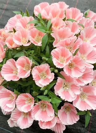 Clarkia amoena, Farewell-to-Spring